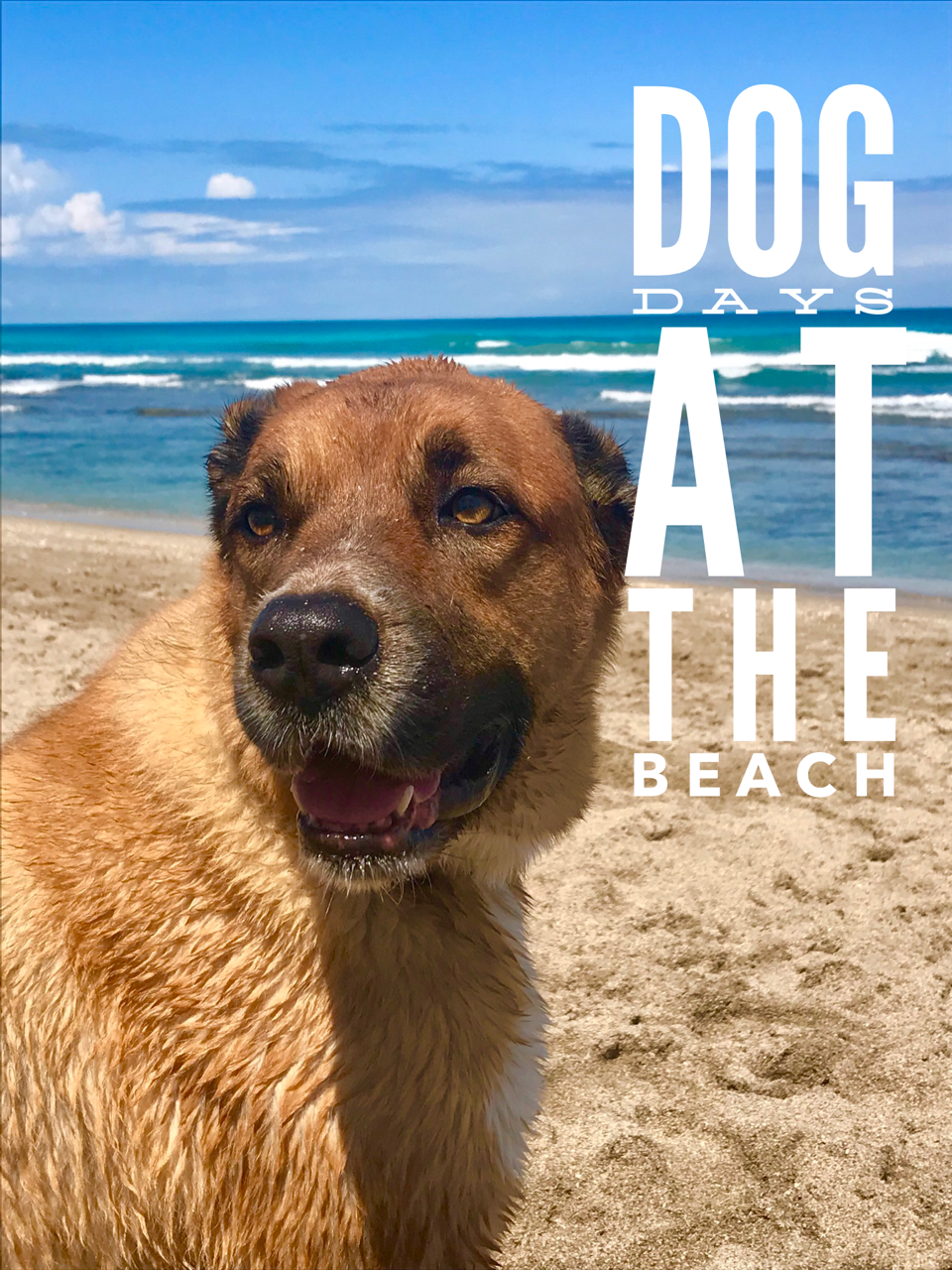 dog-days-at-the-beach